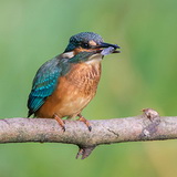 Kingfishers
